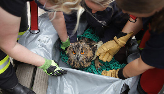 Aufwendige Tierrettung am Segeberger Kalkberg