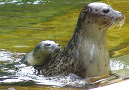 Sommerfest im Tierpark am 25. August