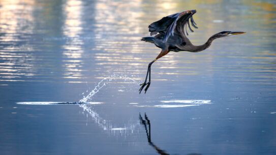 Vogelstimmen im Himmelmoor - Wanderung am Abend