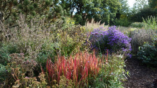 Licht und Farbe im Herbst- und Wintergarten - offener Garten in Norderstedt