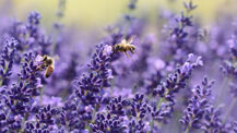 „Das große Insektensterben“ – Save the Planet!