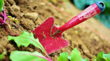 Tipps für den Sommergarten