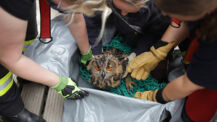 Aufwendige Tierrettung am Segeberger Kalkberg