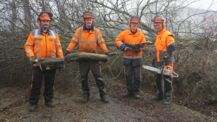 Landeskulturelle Besonderheit - Knickpflege in Lindenstraße