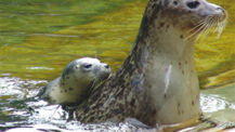 Sommerfest im Tierpark am 25. August